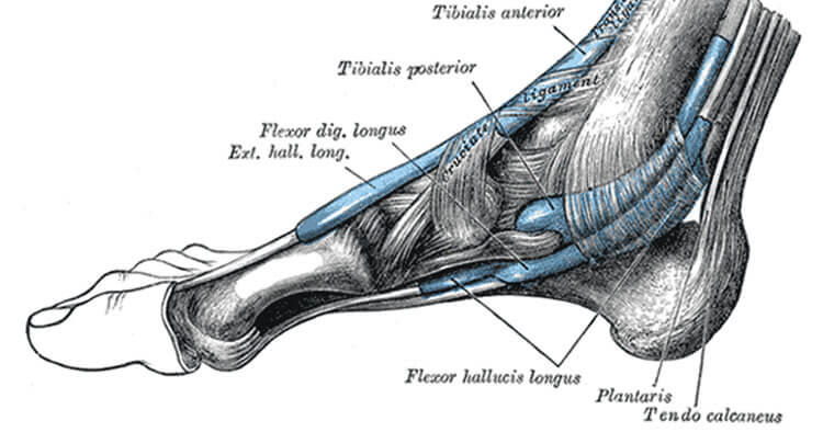 Is Plantaris A Cause Of Achilles Tendinosis?