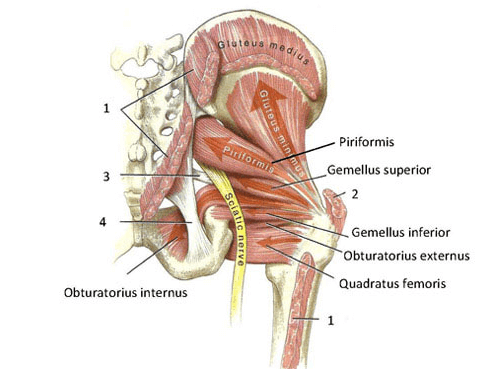 piriformis anatomy