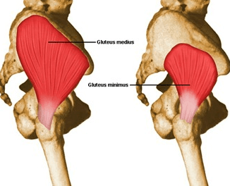 Gluteal Tendon Anatomy 