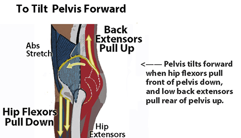 anterior pelvic tilt and hip flexor muscles 