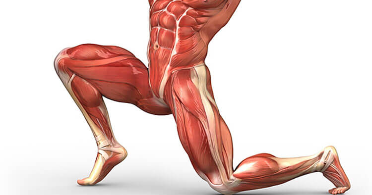 Muscle Of The Week: The Hip Flexor