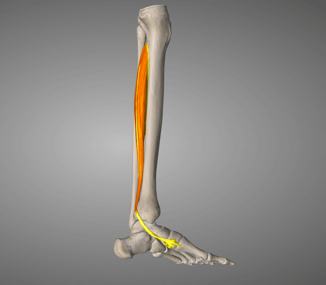 Tibialis Posterior Anatomy