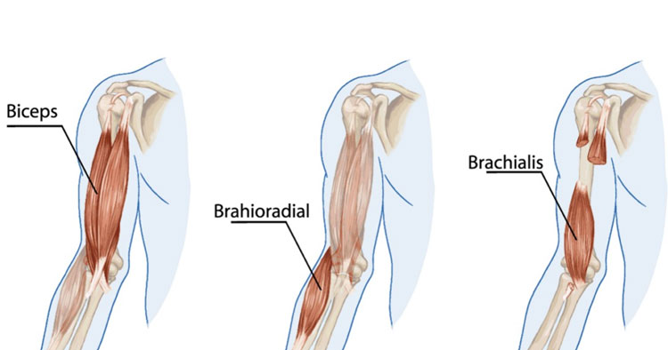 Spotlight On The Brachialis Muscle