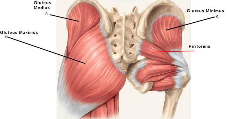 Gluteus Minimus The Muscle Of The Week