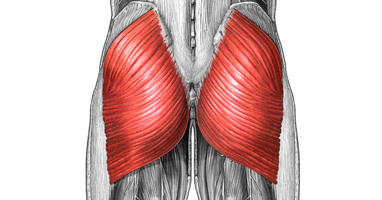 Gluteus Maximus: Muscle Of The Week