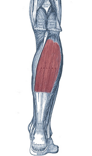 Soleus Anatomy