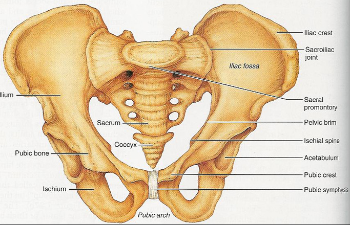 Pelvic Bone Anatomy