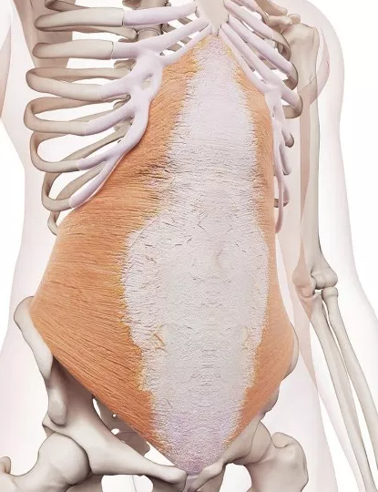 Transverse Abdominal Muscle Anatomy